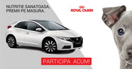 Castiga o masina Honda Civic, 4 smartphone Lumia 830 sau 62 x hrana pentru o luna Royal Canin